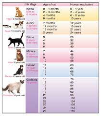 How To Determine Your Cat S Age In Cat Years