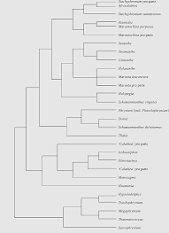 Image result for Hypselodelphys