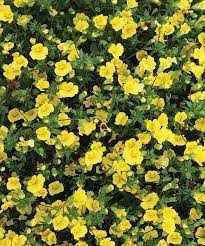 Golddust Mecardonia Hybrid Plants Proven Winners Yellow Plants