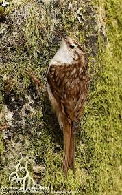 Pelzacz Lesny Grimpereau Des Bois Certhia Familiaris Oiseaux Des Jardins Animaux Oiseaux