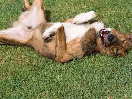 Pin On Perfect Puppy