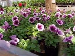 Image result for foto surfínie