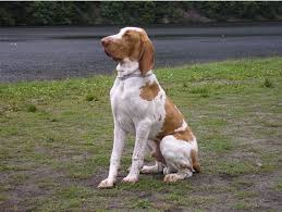 Image result for italský krátkosrstý ohař