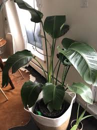 Bird Of Paradise Plant Leaves Curling And Turning Brown Houseplants Forum Bird Of Paradise Root Rot Garden Org