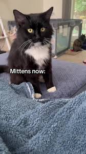 Mittens The Cat | TikTok