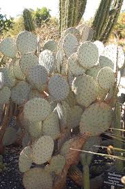 Sitting on the outer edges of the pads, large. Santa Rita Tubac Prickly Pear Cactus Opuntia Violacea Var Santa Rita In Houston Texas Tx At Buchanan S Native Plants