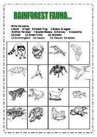 Rainforest Animals Rainforest Animals Rainforest Activities Rainforest