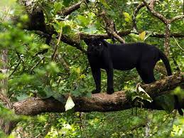 Black leopards, also known as black panthers, are melanistic. Why Are Black Leopards So Rare Science Smithsonian Magazine