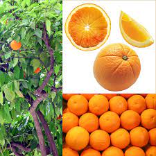 4.5 out of 5 stars. Naranja Definition And Synonyms Of Naranja In The Spanish Dictionary