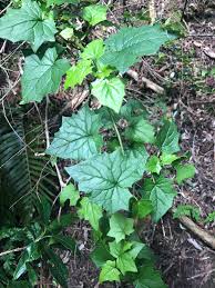 Image result for Senecio deltoideus