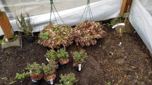 5 evergreen huckleberry locations for daily challenges in red dead onlinered dead redemption 2 evergreen huckleberry is a collectable plant that can be. Evergreen Huckleberries Planting Edible Landscape Youtube