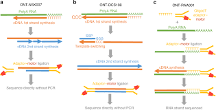 Cdna library represents the collection of clones containing cdna of an individual organism under study or it represents the collection of mrna complement of a single type. A Comprehensive Examination Of Nanopore Native Rna Sequencing For Characterization Of Complex Transcriptomes Nature Communications