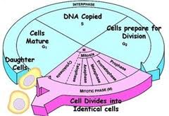 Interphase is the longest stage of the eukaryote cell cycle. Difference Between Mitosis And Interphase