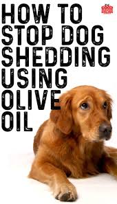 How To Stop A Dog From Shedding Using Olive Oil Good Doggies Online Dog Shedding Stop Dog Shedding Dog Shedding Remedies