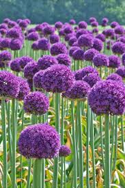 Eisenkraut (verbena hybriden) in der sonne sehr reich blühende pflanze mit filigranen blättern und robusten stengeln (worauf der deutsche name auch hinweist). Die 56 Besten Ideen Zu Violett Lila In 2021 Lila Garten Lila Bluten Blumenzwiebeln