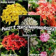 Untuk memenuhi kebutuhan berbagai jenis kebutuhan di rumah anda, tersedia berbagai macam pilihan bunga asoka dengan material, desain & model terlengkap di. Paket 5 Jenis Tanaman Asoka Tanaman Hias Bunga Asoka Tanaman Asoka Asoka Jambon Tanaman Bunga Lazada Indonesia