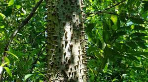 Image result for Ceiba