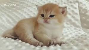 Muat turun himpunan contoh poster mewarna kucing yang terbaik dan. 30 Best Anak Kucing Comel Ideas Haiwan Peliharaan Haiwan Lucu Kucing