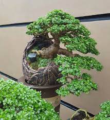 A Bonsai By Sonny Luna An Artist In The Philippines There Is Another Picture Of This Tree On This Board With A Different Angle A Pohon Bonsai Tanaman Bonsai