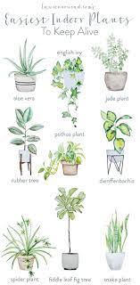 Green Thumb The Easiest Houseplants To Keep Alive Lauren Conrad Easy Indoor Plants Plants Indoor Plants