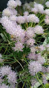 Image result for Alliaceae