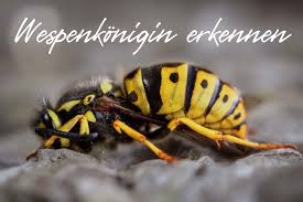 Wespenkonigin Erkennen Mit Bild Grosse Merkmale