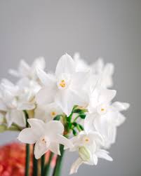 Paperwhite Daffodils Happy Flowers Daffodils Narcissus