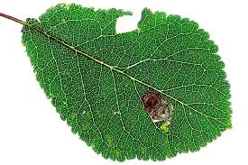 Image result for Stigmella prunetorum