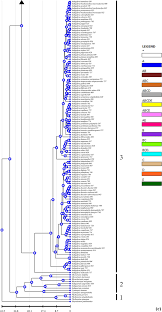 Image result for Indigofera drepanocarpa