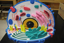 Maybe you would like to learn more about one of these? Animal Cell By Ally Davis