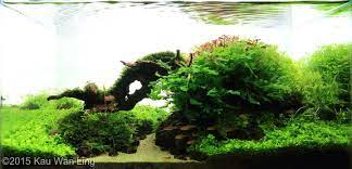 Top Ten Nano Aquascape Aga 2015 Aquajaya Aquascaping Planted Aquarium Aquarium