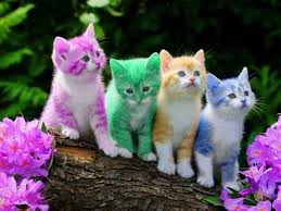 Cats Wallpaper Free Kittens Cutest Rainbow Kittens Cute Cats