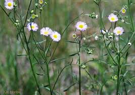 Image result for Oxyanthus strigosus