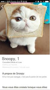 Et Si Ton Chat Utilisait Une Application De Rencontre Geolocalisee Chat Application De Rencontre Rencontre