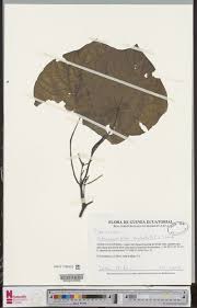 Image result for Tridactyle anthomaniaca