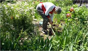 Order online from family garden chinese food take out on menupages. Brooklyn College To Pave Over A Community Garden The New York Times