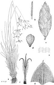 Image result for Fimbristylis scabrida