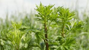 Ne Pas Confondre L Ambroisie Plante Invasive Et L Armoise Curative