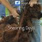 Angel Hair Alpaca Sheep Shearing Day!
