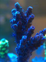 Having High Nutrient Can Turn Sps To Different Color Reef2reef Saltwater And Reef Aquarium Forum
