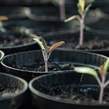 To achieve that balance, it's a good idea to mix soil, compost, and potting blends for the best plant growth. How Much Soil Do I Need