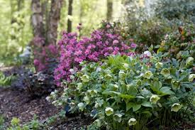 Encore Azaleas Hellebores Azaleas Landscaping Woodland Garden Flower Garden Plants