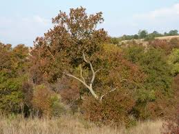 Image result for Combretum erythrophyllum