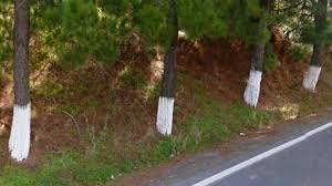 There are small thorns on the branches and the tree doesn't make a straight trunk but rather grows with several stems coming from close to the ground. Why In Crete Greece They Paint The Tres White Cyclingcreta