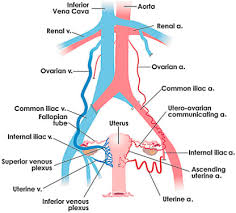 An easy way to remember them is to think of them in 2 groups, each with 3 branches. Iliac Artery An Overview Sciencedirect Topics