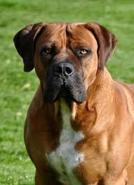 Find boerboel puppies and breeders in your area and helpful boerboel information. Boerboel For Sale