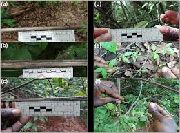 Image result for Grewia rugosifolia