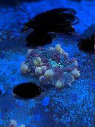 In a sense, this is a loophole in legal rhetoric that penalizes the possession, sale, and transport of psilocybin. Bounce Mushroom For Sale Picclick