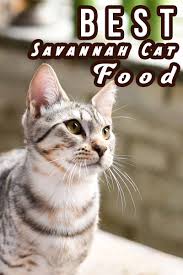 Some recommend a partial or complete raw feeding/raw food diet with at least 32% protein and no byproducts. Best Food For Savannah Cats We Help You Get It Right