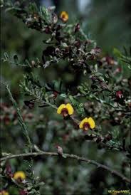 Image result for Acacia eriocarpa
